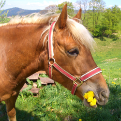 Steckenbhlhof - Unser Haflinger Simon