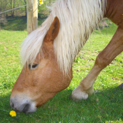 Steckenbhlhof - Unser Haflinger Simon