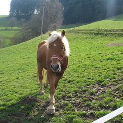 Steckenbhlhof - Unser Haflinger Simon