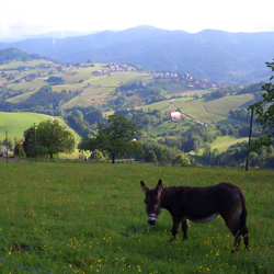 Steckenbhlhof Blick auf Horben mit Esel