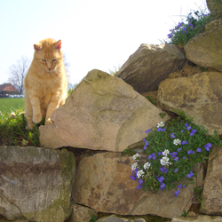 Steckenbhlhof Kater Filou