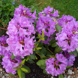 Steckenbhlhof Blhender Rhododendron