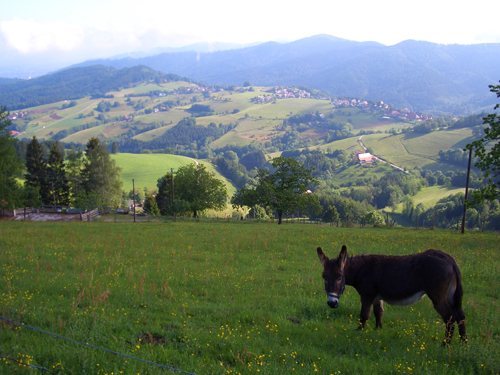 Steckenbhlhof Blick auf Horben