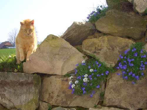 Steckenbhlhof Kater Filou