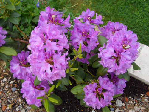 Steckenbhlhof Blhender Rhododendron