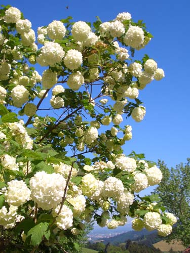 Steckenbhlhof Blhender Schneeball mit Blick auf Freiburg